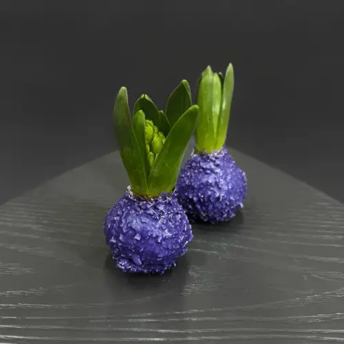 Луковицы гиацинта в ассортименте 