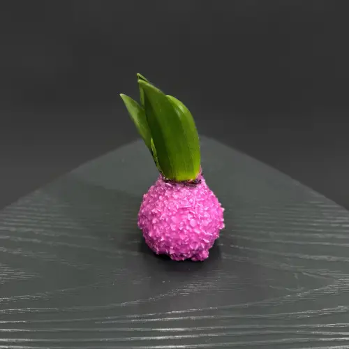 Луковицы гиацинта в ассортименте 